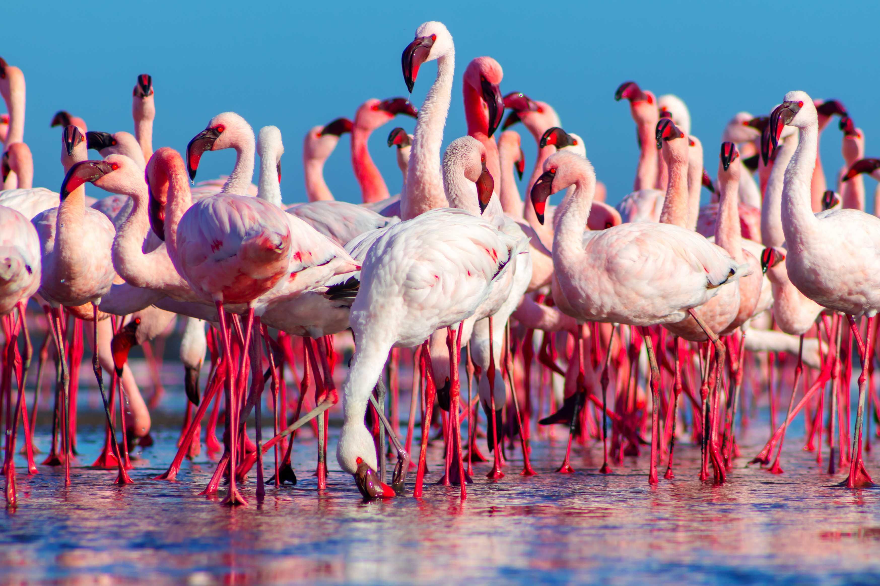 Image for Kenya Wildlife Group Tour: 7-Day Masai Mara Safari